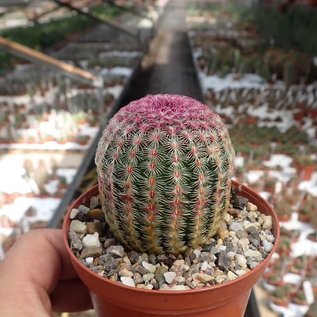 Echinocereus rigidissimus ssp. rubrispinus L 088 Sierra Obscura, 2000 m, Chihuahua, Mexiko