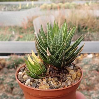 Haworthia attenuata cv. variegata