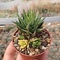 Haworthia attenuata cv. variegata