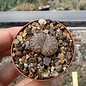 Lithops bromfieldii v. menellii