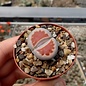 Lithops karasmontana ssp. karasmontana v. mickbergensis cv. Red Tops