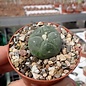 Lophophora fricii, decipiens