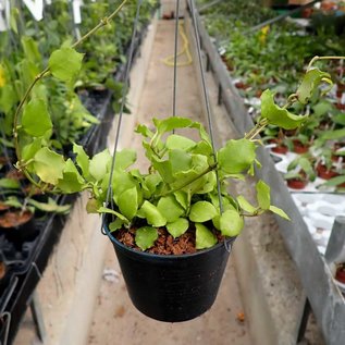 Hoya endauensis