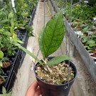 Hoya finlaysonii cv. Big Leaf