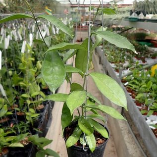 Hoya graveolens