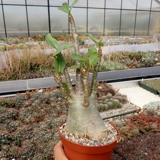 Adenium arabicum cv. TSC