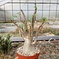 Adenium arabicum cv. TSC