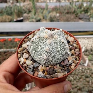 Astrophytum-Hybr. COAS