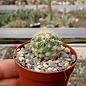 Coryphantha kracikii KKR 339  El Diamante nr, Durango