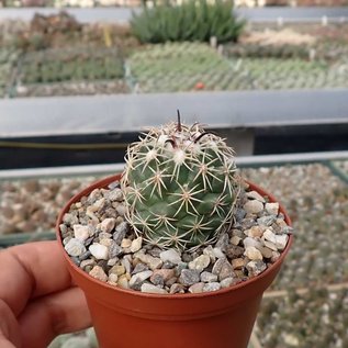 Coryphantha tripugionacantha  PP 1012 Tepetatita, Zacatecas, Mexico