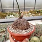 Dioscorea elephantipes XL