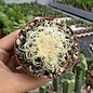 Echinocactus grusonii cv. Superkrauskopf