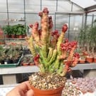 Euphorbia lactea cv. Monstruosus