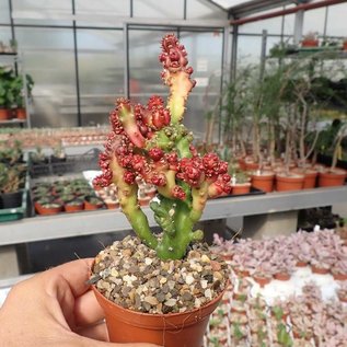 Euphorbia lactea cv. Monstruosus