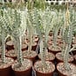 Euphorbia lactea cv. White Ghost