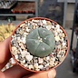 Lophophora williamsii