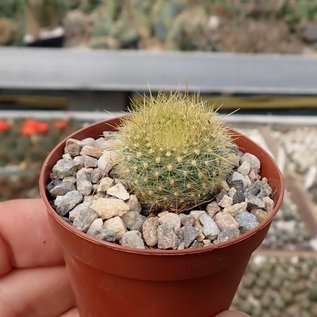 Notocactus graessneri