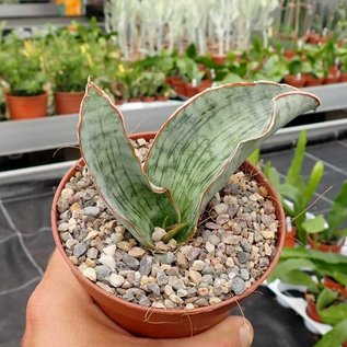 Sansevieria kirkii cv. Silber Blue