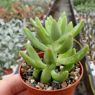 Sedum nussbaumerianum