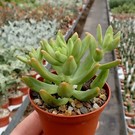 Sedum nussbaumerianum