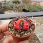 Gymnocalycium mihanovichii cv. variegata