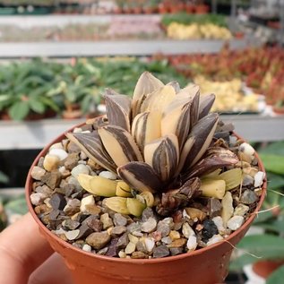 Haworthia heidelbergensis cv. variegata