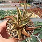 Haworthia limifolia cv. variegata