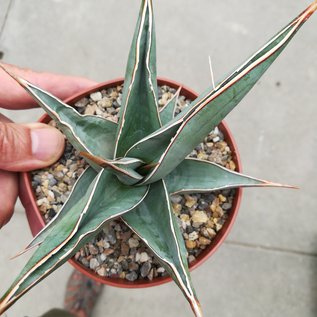 Sansevieria pinguicula