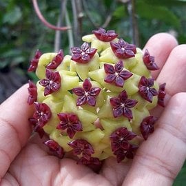 Hoya cinnamomifolia v. cinnamomifolia