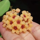 Hoya cutis porcelana