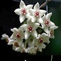 Hoya graveolens