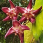 Hoya onychoides cv. Long Leaf, PNG SV 441 IML 0559