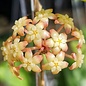 Hoya finlaysonii  UT 073