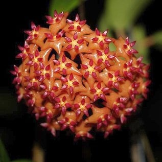 Hoya blashernaezii ssp. valmayoriana