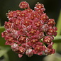 Hoya pubifera
