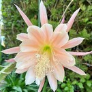 Epiphyllum-Hybr. Painted Desert