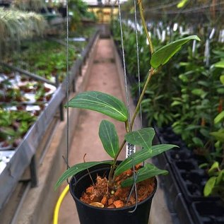 Hoya soligamiana