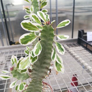 Euphorbia trigona cv. variegata