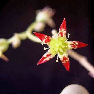 Graptopetalum amethystinum