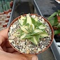 Agave isthmensis cv. Hoi Raiz