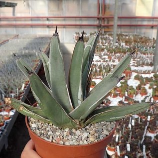 Agave victoriae-reginae v.ferdinandi-regis