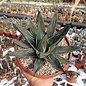 Agave victoriae-reginae v.ferdinandi-regis