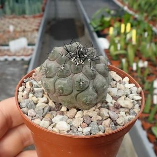 Copiapoa cinerea