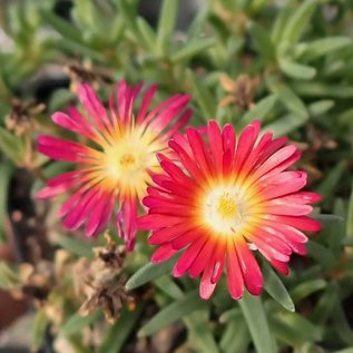 Delosperma cv. Burning Hearts       (dw)