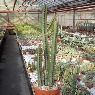 Euphorbia griseola  ES 1799