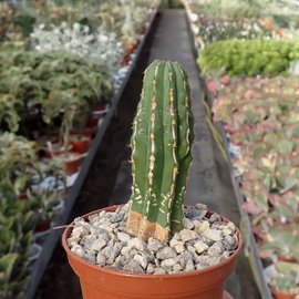 Euphorbia handiensis