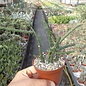 Euphorbia subscandens   Kenja