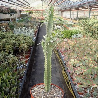 Euphorbia trigona cv. variegata