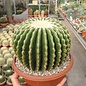 Echinocactus grusonii cv. nudum