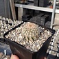 Echinocereus reichenbachii v. oklahomensis